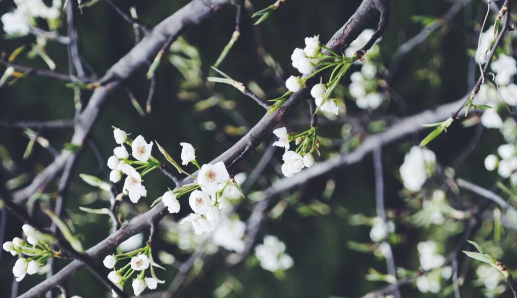 White cherry blossom.